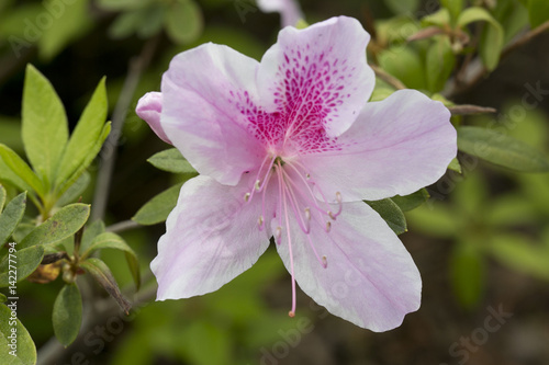single pink azalea
