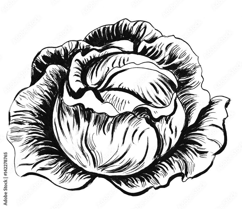 Cabbage drawing Stock Illustration Adobe Stock