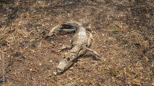 Caiman - Jacare  Alligator - dead corpse carcass in decomposition in the brazilian pantanal
