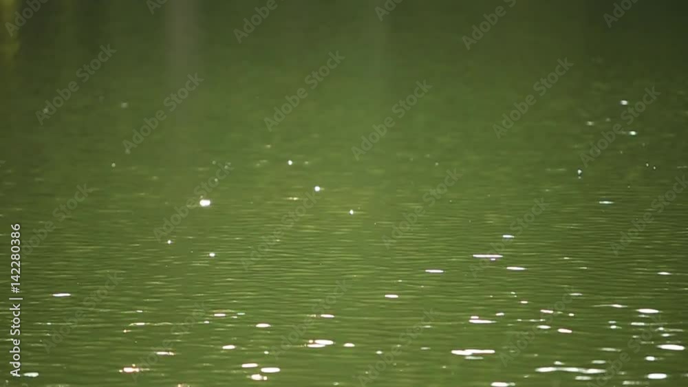 Reflection of green foliage in the lake Reflection of green foliage in the lake