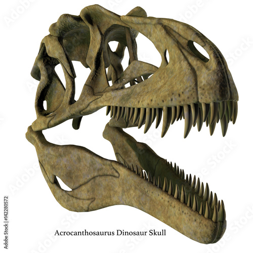 Acrocanthosaurus Skull with Font - Acrocanthosaurus was a carnivorous theropod dinosaur that lived in North America in the Cretaceous Period. © Catmando