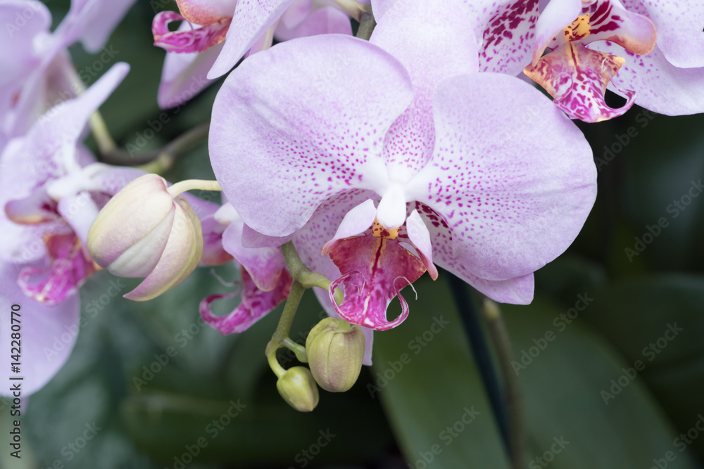 Fototapeta premium Pink phalaenopsis orchid