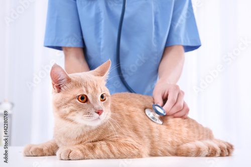 Fototapeta Naklejka Na Ścianę i Meble -  Veterinarian examining cat with stethoscope in clinic