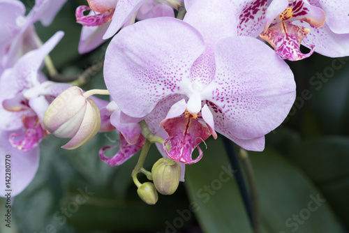 Pink phalaenopsis orchid