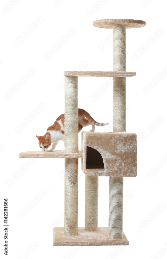 Fototapeta premium Cute funny cat and tree on white background