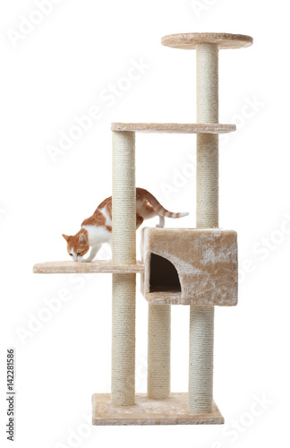 Fototapeta Naklejka Na Ścianę i Meble -  Cute funny cat and tree on white background