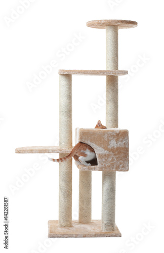 Fototapeta Naklejka Na Ścianę i Meble -  Cute funny cat and tree on white background