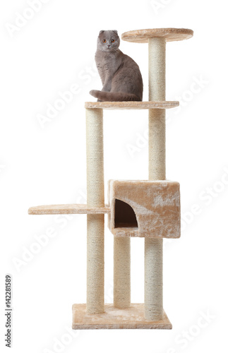 Fototapeta Naklejka Na Ścianę i Meble -  Cute funny cat and tree on white background