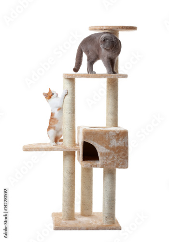 Fototapeta Naklejka Na Ścianę i Meble -  Cute funny cats and tree on white background