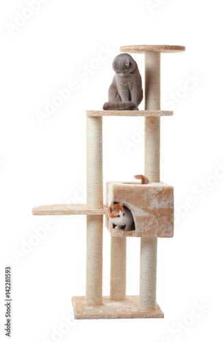 Fototapeta Naklejka Na Ścianę i Meble -  Cute funny cats and tree on white background