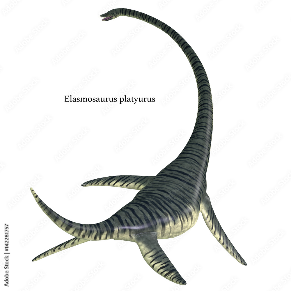 Elasmosaurus Reptile Tail with Font - Elasmosaurus was a marine plesiosaur reptile that lived in North America seas in the Cretaceous Period. Elasmosaurus Reptile Tail with Font - Elasmosaurus was a marine plesiosaur reptile that lived in North America seas in the Cretaceous Period.