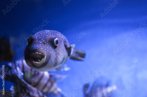 Exotic sea fish in aquarium © Africa Studio