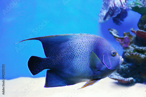 Exotic sea fish in aquarium © Africa Studio