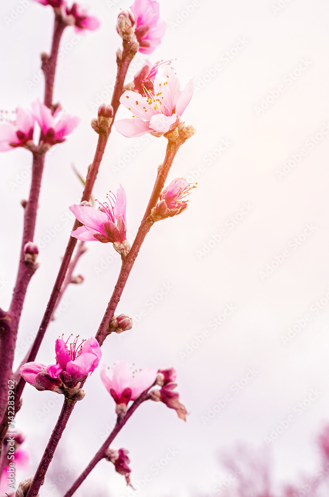 Peach blossom in spring. Peach blossom in spring.
