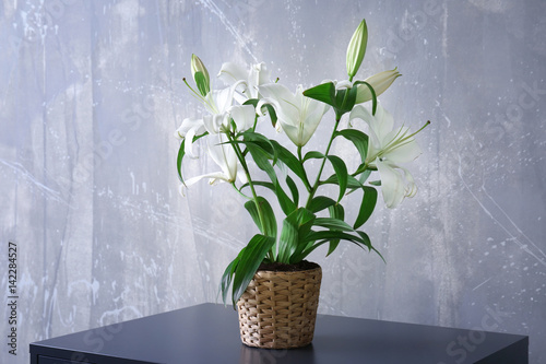 Fototapeta Naklejka Na Ścianę i Meble -  Beautiful white lilies in pot on table