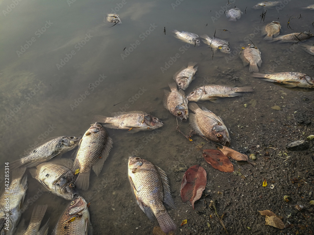 Fototapeta premium Dead fish on the river. dark water water pollution