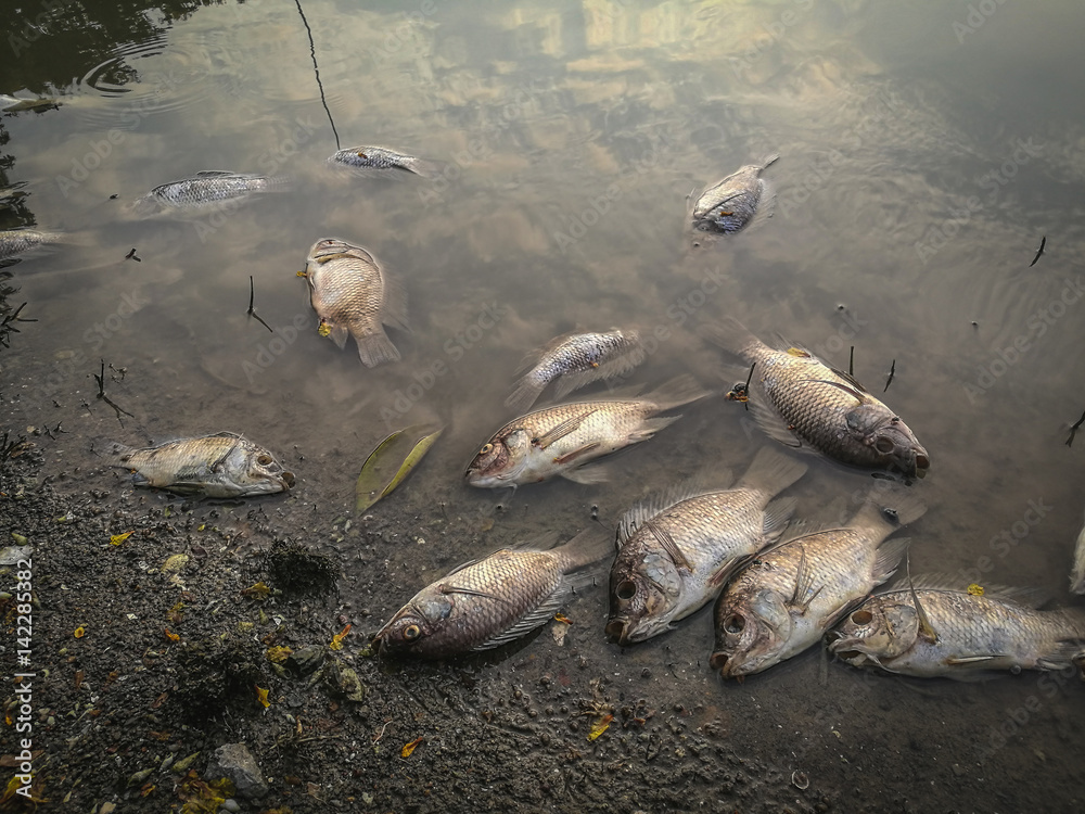 Naklejka premium Dead fish on the river. dark water water pollution
