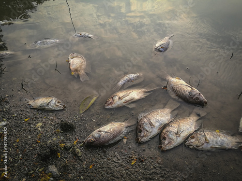 Dead fish on the river. dark water water pollution