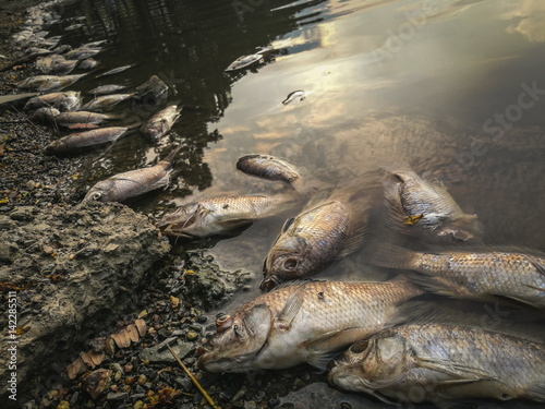 Dead fish on the river. dark water water pollution