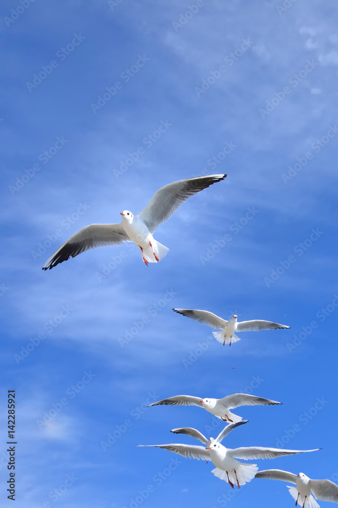 青空を飛ぶ鳥の群れ

