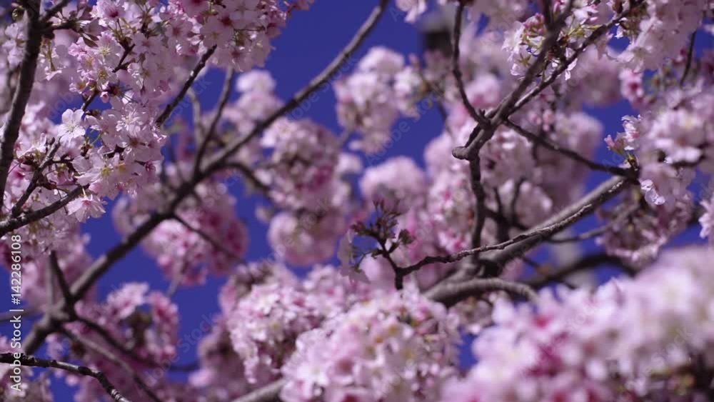 Cherry Blossom Dolly and Pan Soft Focus Flowers Cherry Blossom Dolly and Pan Soft Focus Flowers