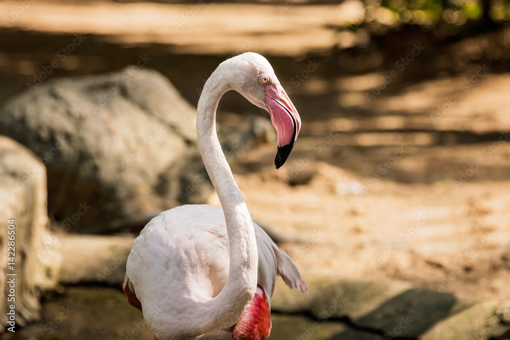 Fototapeta premium Flamingo walking near a pond i