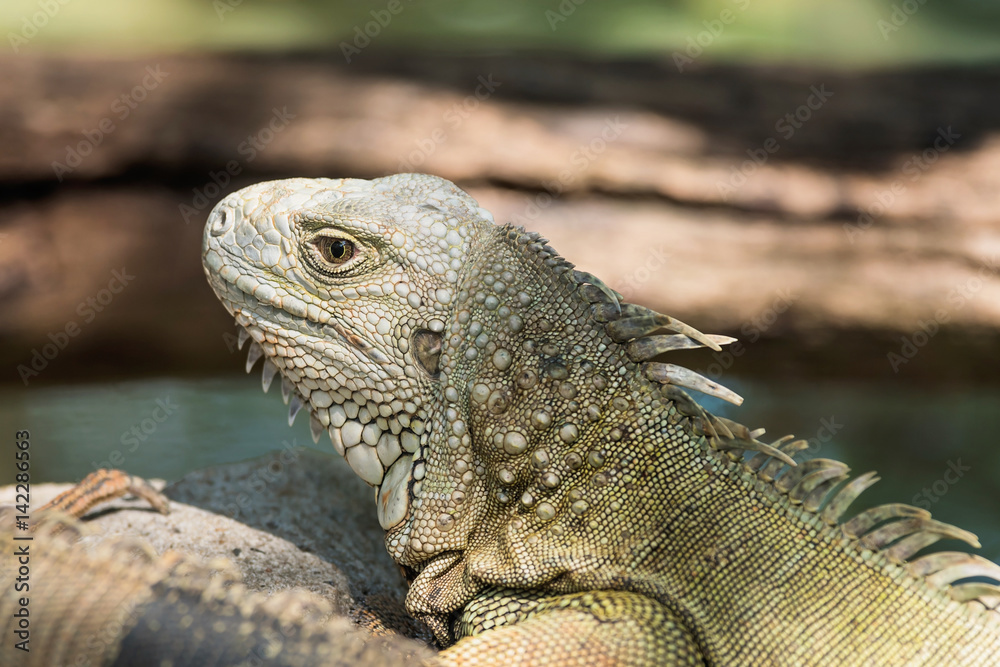 Obraz premium lizards on a grass