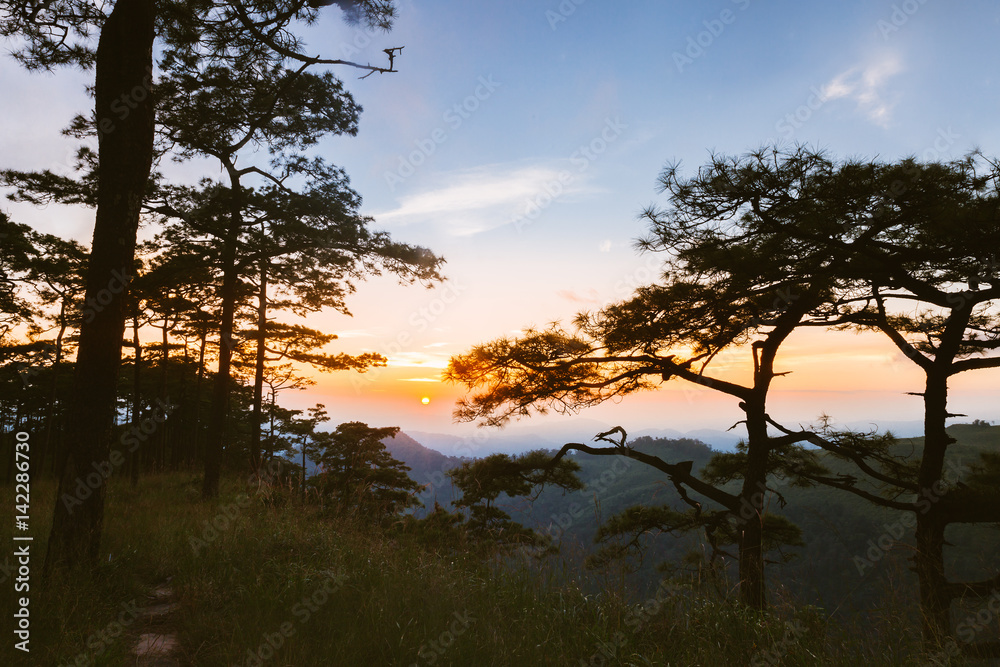 View of pine forest in sunset scene in Phu Soi Dao national park, Thailand. View of pine forest in sunset scene in Phu Soi Dao national park, Thailand.