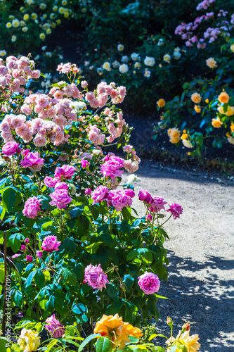 Fototapeta Naklejka Na Ścianę i Meble -  Beautiful rose garden in Summer, UK.