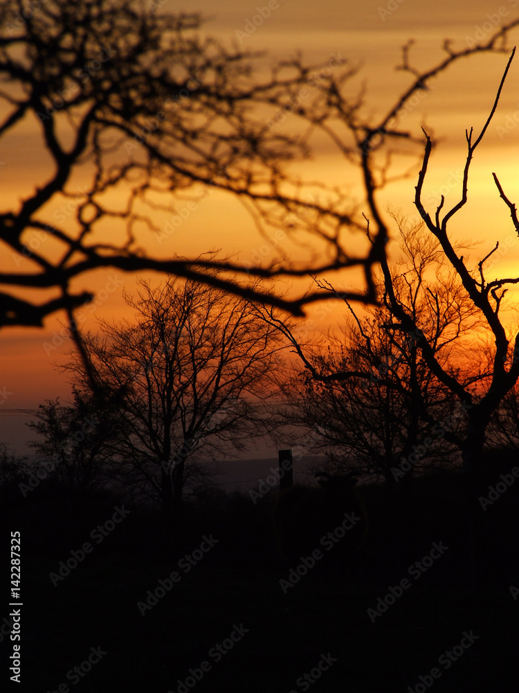 Trees in the sunset background Trees in the sunset background