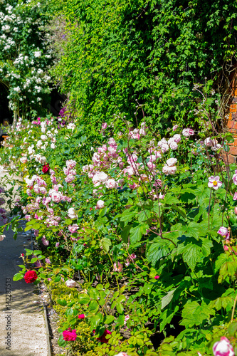 Beautiful rose garden in Summer  UK.