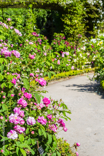 Beautiful rose garden in Summer, UK. © JulietPhotography