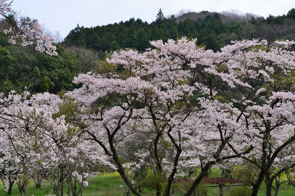 安岐ダムの桜