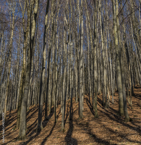 Beech tree forest in national park