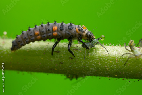 Seven-spot ladybug  Coccinella septempunctata larva feeding on aphid