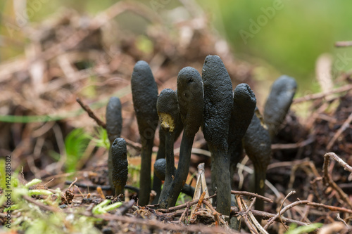 Parasitic fungi Elaphocordyceps ophioglossoides © Henrik Larsson