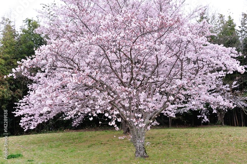 風土記の丘の桜