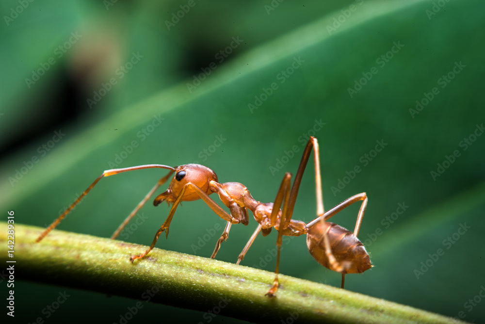 red ant on leaf protect the nest red ant on leaf protect the nest