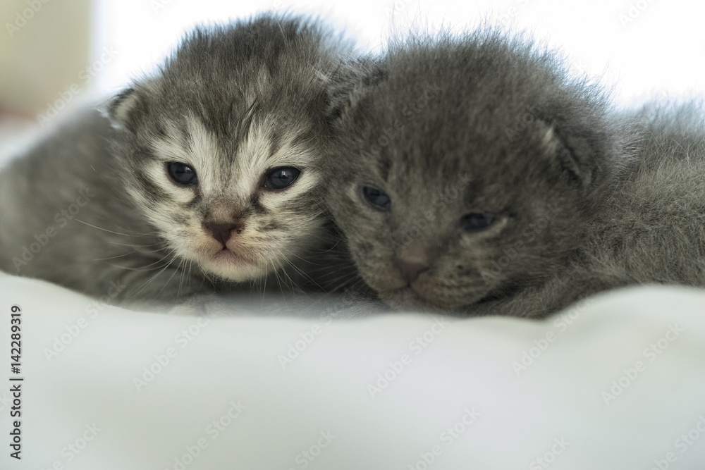 close up of two domestic long hair kittens.