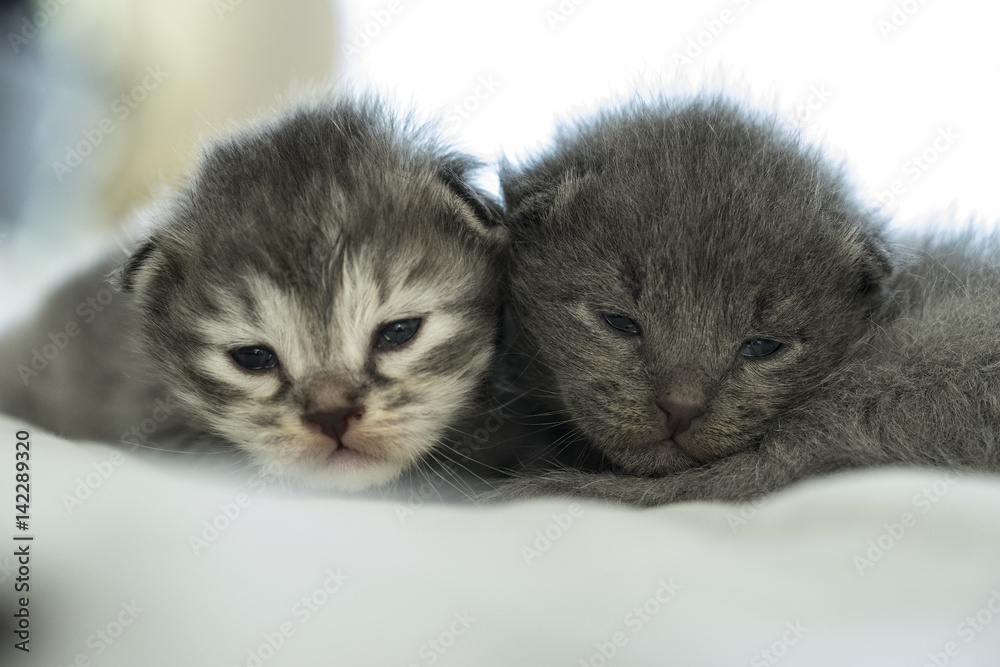 close up of two domestic long hair kittens. close up of two domestic long hair kittens.