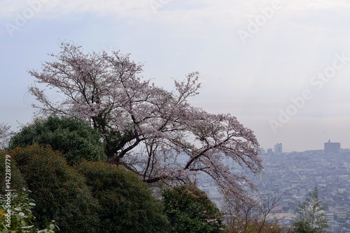 ラクテンチの桜