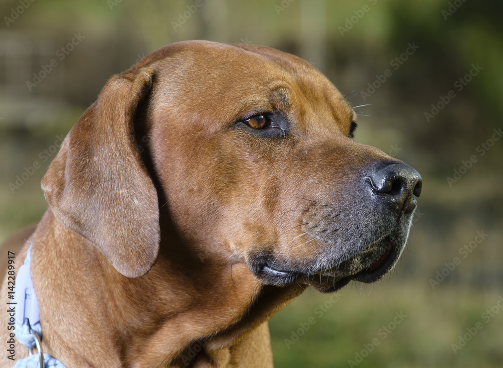Beautiful dog rhodesian ridgeback hound