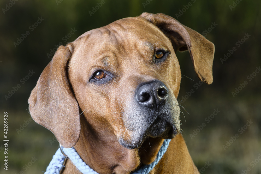 Beautiful dog rhodesian ridgeback hound Stock-Foto | Adobe Stock