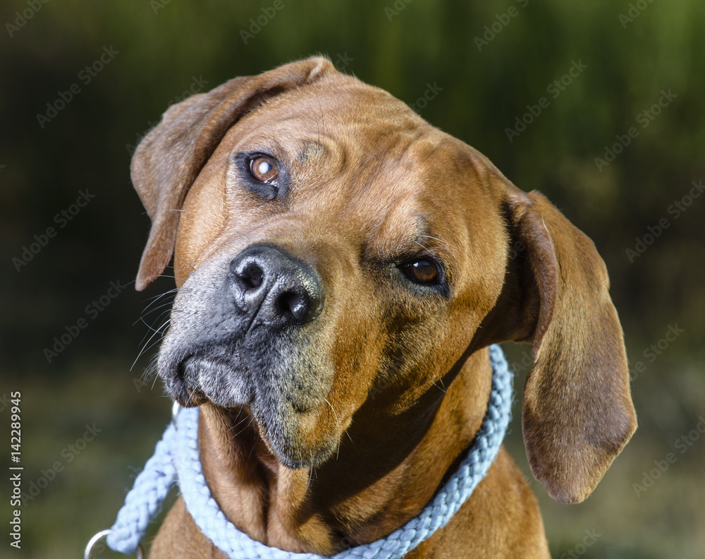 Beautiful dog rhodesian ridgeback hound Beautiful dog rhodesian ridgeback hound