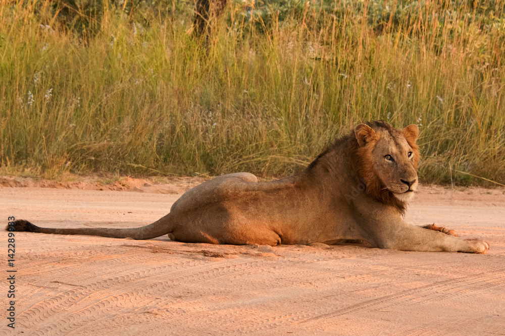 African black maned lion resting in the road in the early morning African black maned lion resting in the road in the early morning