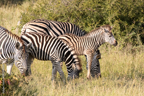 Burchell   s zebra foal with the rest of the herd