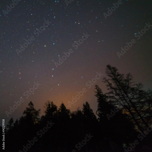 Trees and stars along the lake Huron shore at night