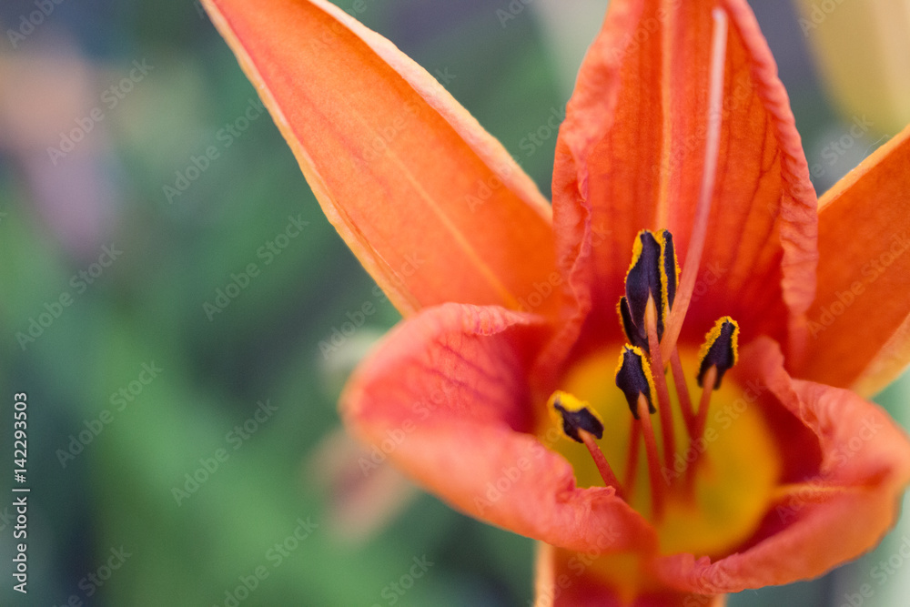 Close up of interior of Daylily flower opening up with stamens and pollen. Close up of interior of Daylily flower opening up with stamens and pollen.