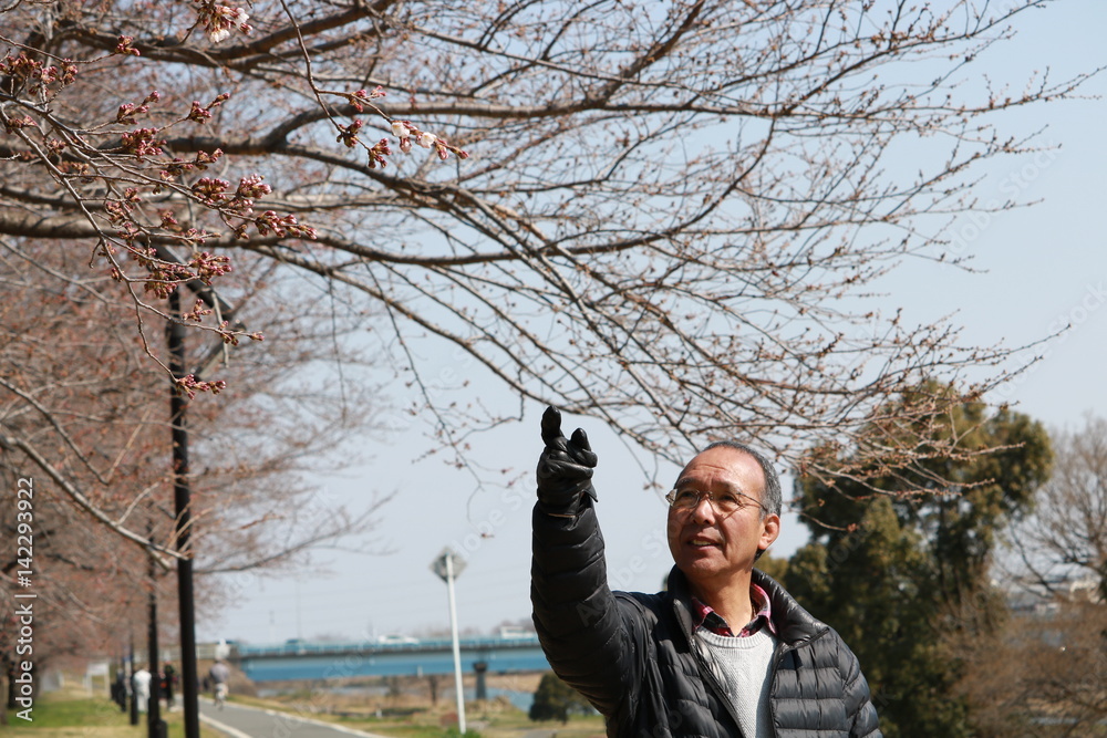 Fototapeta premium 桜の開花を待つシニア男性