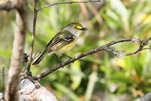 White-eyed Vireo (griseus) photo